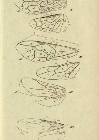 Reproducción/Reproduction 9784703386: Nomenclator Entomologicus.. Regensburg,F. Pustet,1835-40.