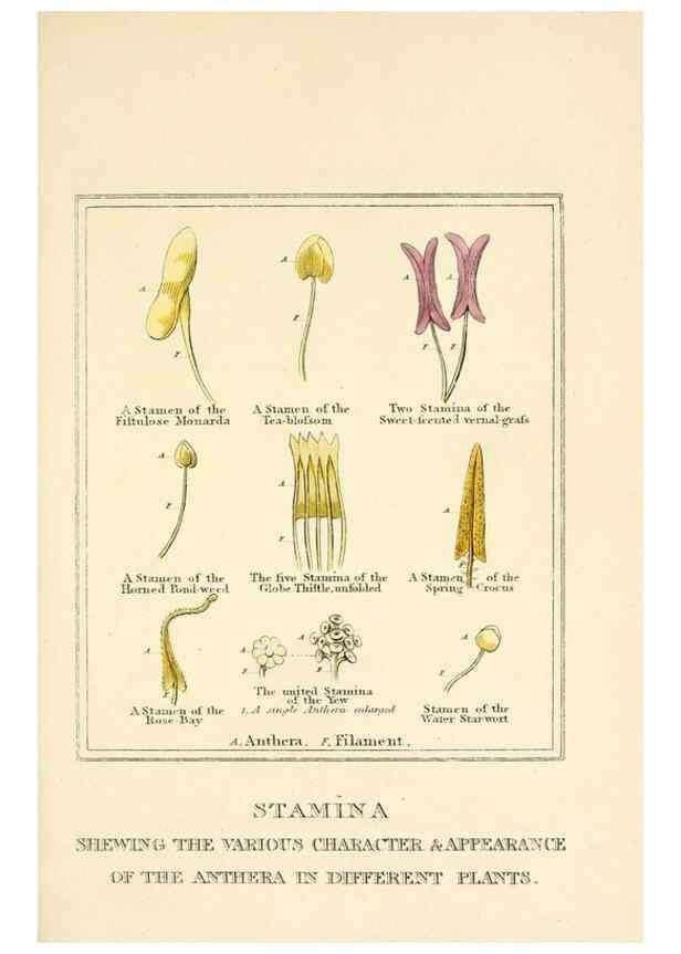 Reproducción/Reproduction 9787680043: Elements of the science of botany,. London,Printed by T. Bensley for J. Murray.1812.