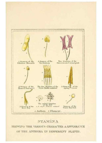 Reproducción/Reproduction 9787680043: Elements of the science of botany,. London,Printed by T. Bensley for J. Murray.1812.