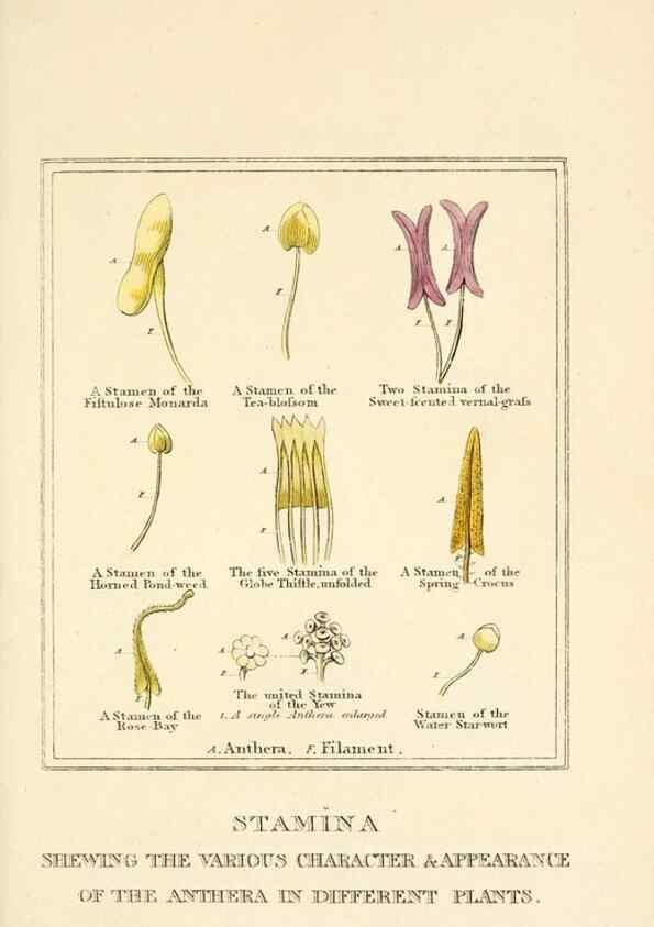 Reproducción/Reproduction 9787680043: Elements of the science of botany,. London,Printed by T. Bensley for J. Murray.1812.