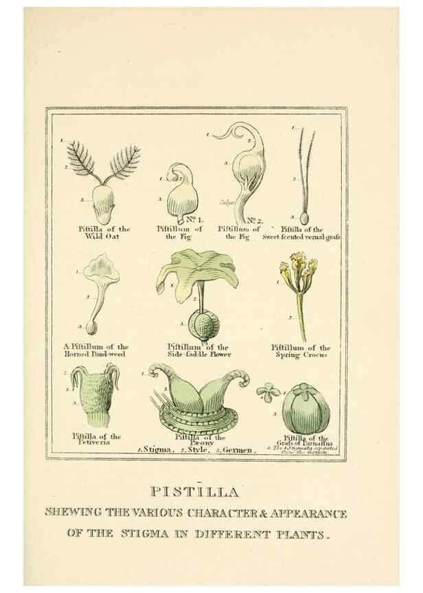 Reproducción/Reproduction 9787409131: Elements of the science of botany,. London,Printed by T. Bensley for J. Murray.1812.