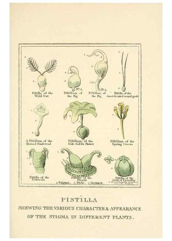 Reproducción/Reproduction 9787409131: Elements of the science of botany,. London,Printed by T. Bensley for J. Murray.1812.