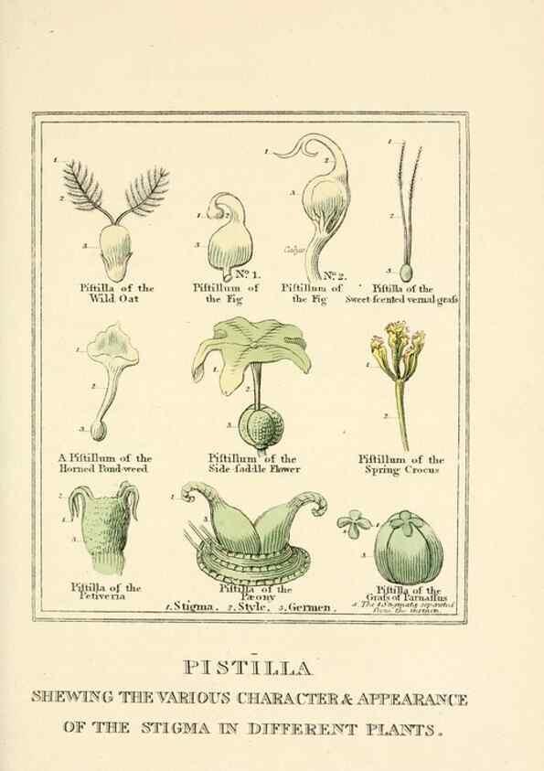 Reproducción/Reproduction 9787409131: Elements of the science of botany,. London,Printed by T. Bensley for J. Murray.1812.