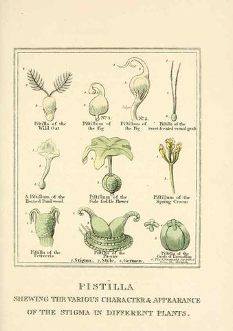 Reproducción/Reproduction 9787409131: Elements of the science of botany,. London,Printed by T. Bensley for J. Murray.1812.