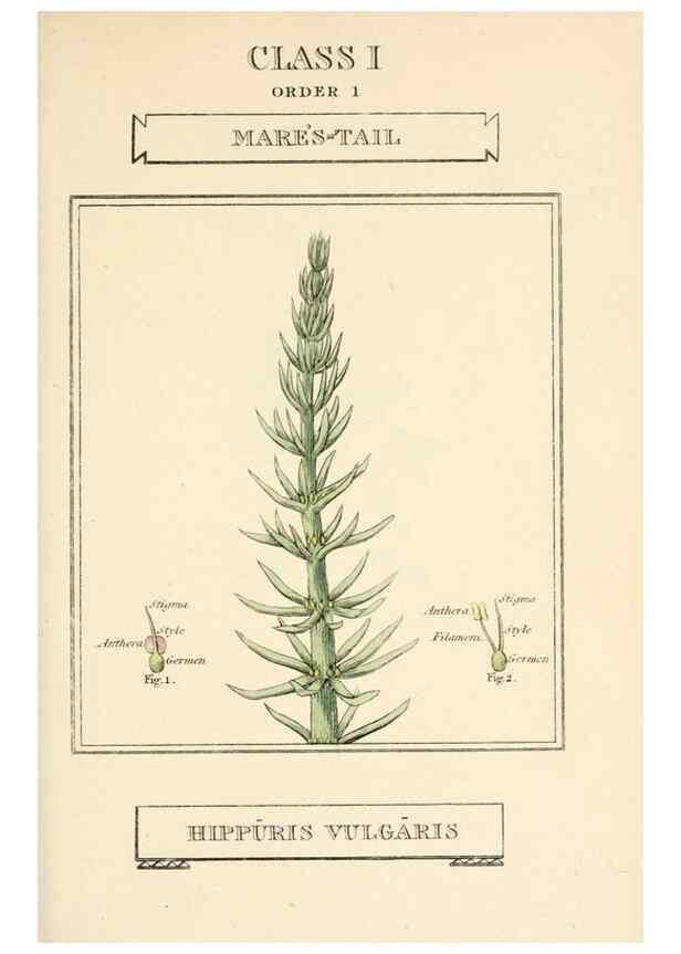 Reproducción/Reproduction 9787601855: Elements of the science of botany,. London,Printed by T. Bensley for J. Murray.1812.