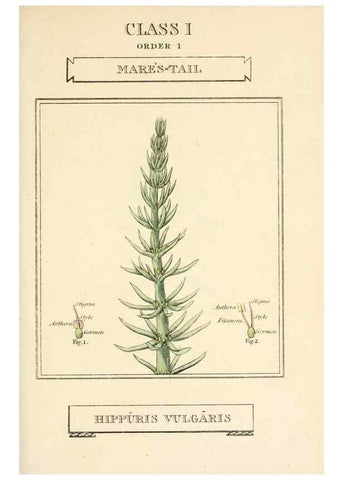 Reproducción/Reproduction 9787601855: Elements of the science of botany,. London,Printed by T. Bensley for J. Murray.1812.