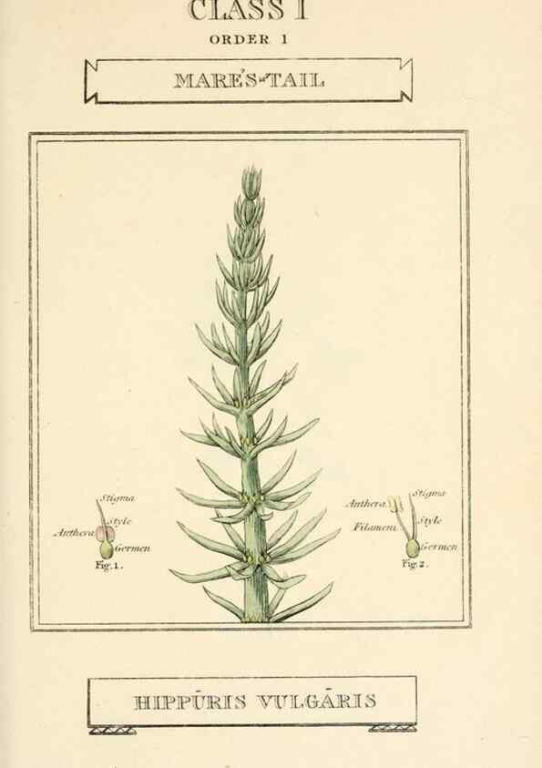 Reproducción/Reproduction 9787601855: Elements of the science of botany,. London,Printed by T. Bensley for J. Murray.1812.