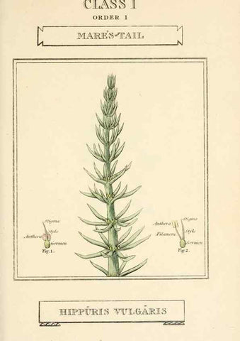 Reproducción/Reproduction 9787601855: Elements of the science of botany,. London,Printed by T. Bensley for J. Murray.1812.