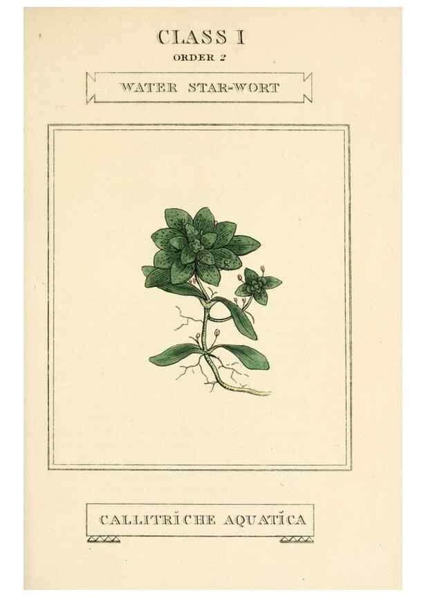Reproducción/Reproduction 9787631516: Elements of the science of botany,. London,Printed by T. Bensley for J. Murray.1812.