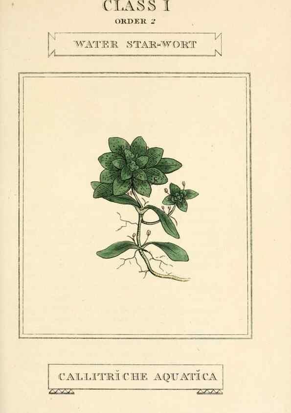 Reproducción/Reproduction 9787631516: Elements of the science of botany,. London,Printed by T. Bensley for J. Murray.1812.