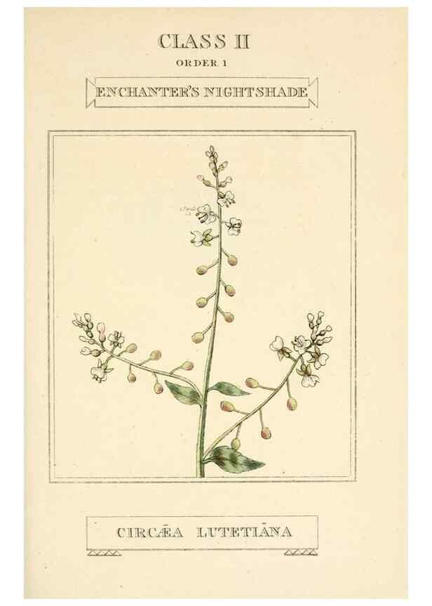 Reproducción/Reproduction 9787634056: Elements of the science of botany,. London,Printed by T. Bensley for J. Murray.1812.