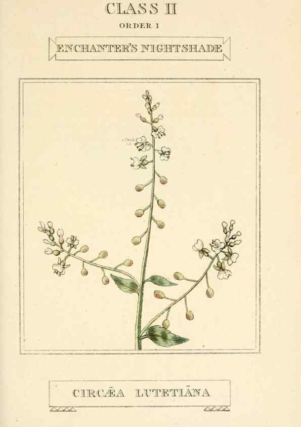 Reproducción/Reproduction 9787634056: Elements of the science of botany,. London,Printed by T. Bensley for J. Murray.1812.