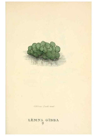 Reproducción/Reproduction 9787692583: Elements of the science of botany,. London,Printed by T. Bensley for J. Murray.1812.