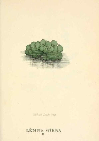 Reproducción/Reproduction 9787692583: Elements of the science of botany,. London,Printed by T. Bensley for J. Murray.1812.