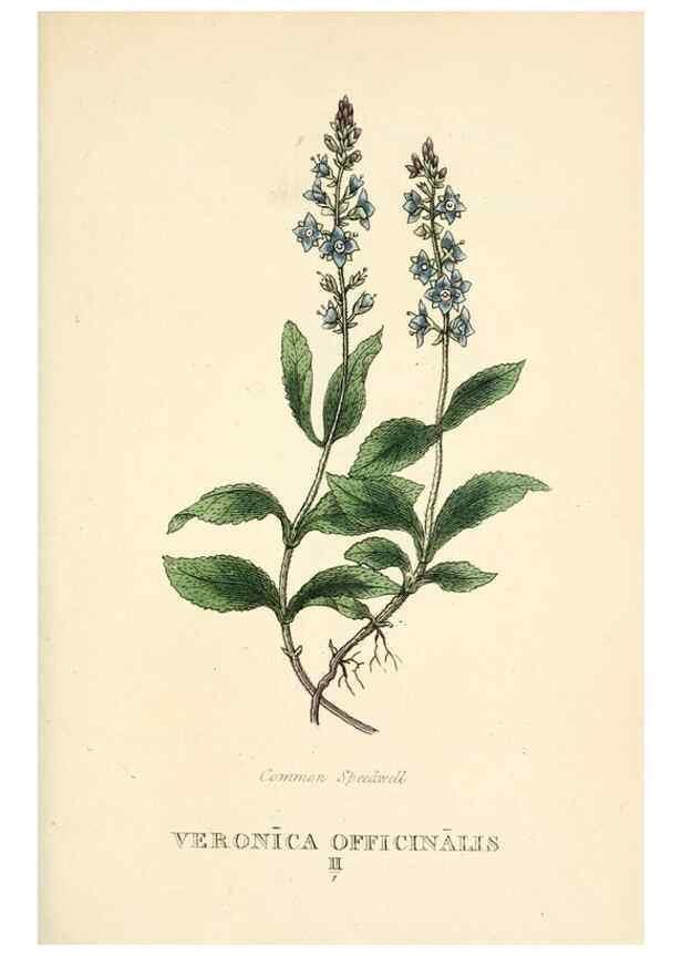 Reproducción/Reproduction 9787611465: Elements of the science of botany,. London,Printed by T. Bensley for J. Murray.1812.