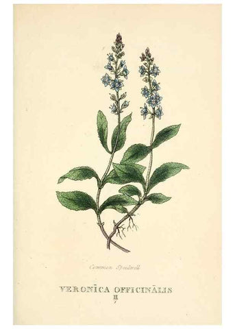 Reproducción/Reproduction 9787611465: Elements of the science of botany,. London,Printed by T. Bensley for J. Murray.1812.