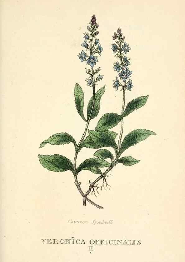 Reproducción/Reproduction 9787611465: Elements of the science of botany,. London,Printed by T. Bensley for J. Murray.1812.