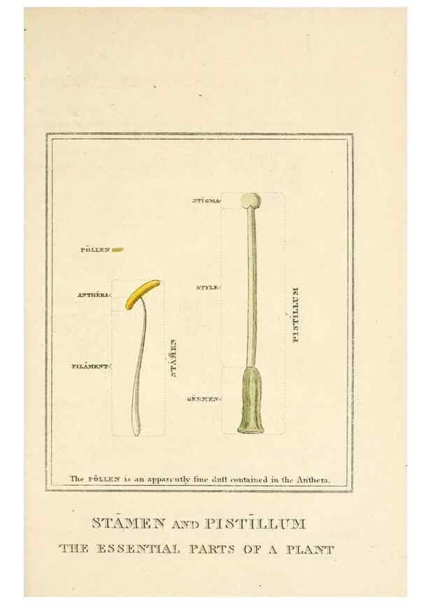 Reproducción/Reproduction 9787593575: Elements of the science of botany,. London,Printed by T. Bensley for J. Murray.1812.