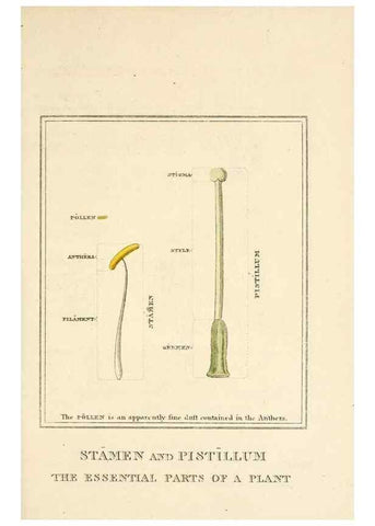 Reproducción/Reproduction 9787593575: Elements of the science of botany,. London,Printed by T. Bensley for J. Murray.1812.