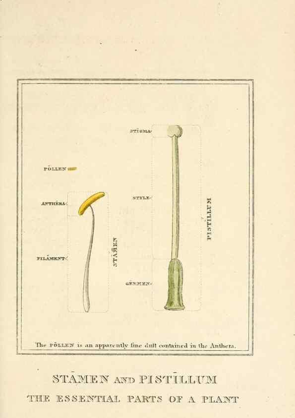 Reproducción/Reproduction 9787593575: Elements of the science of botany,. London,Printed by T. Bensley for J. Murray.1812.