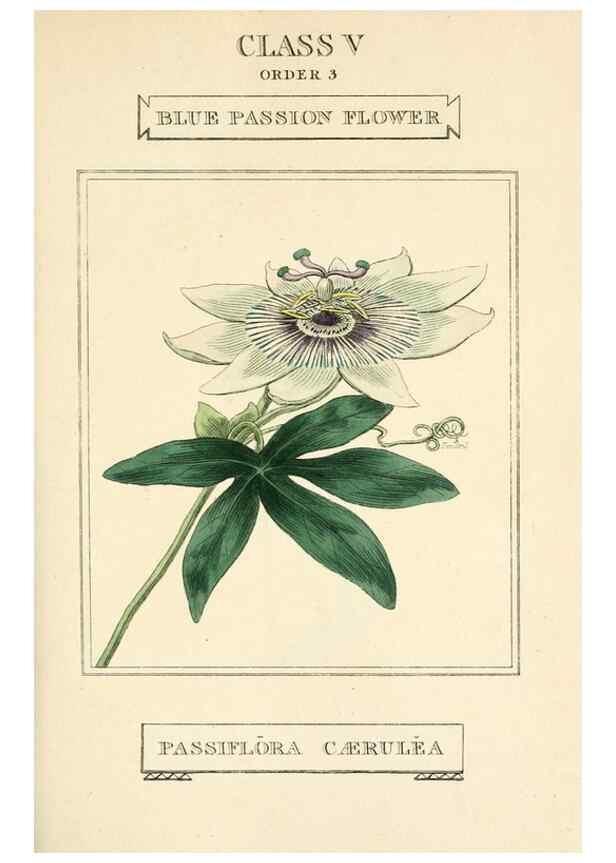 Reproducción/Reproduction 9787668915: Elements of the science of botany,. London,Printed by T. Bensley for J. Murray.1812.