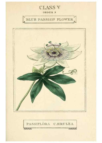 Reproducción/Reproduction 9787668915: Elements of the science of botany,. London,Printed by T. Bensley for J. Murray.1812.