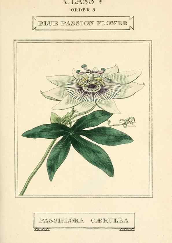Reproducción/Reproduction 9787668915: Elements of the science of botany,. London,Printed by T. Bensley for J. Murray.1812.