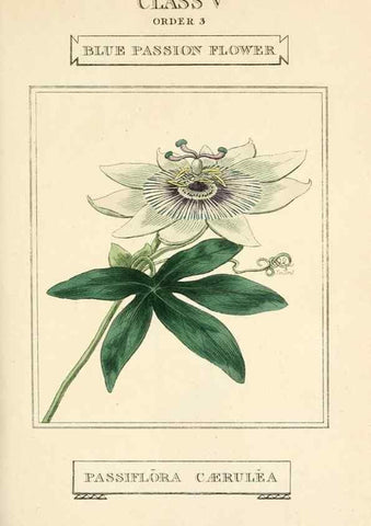 Reproducción/Reproduction 9787668915: Elements of the science of botany,. London,Printed by T. Bensley for J. Murray.1812.
