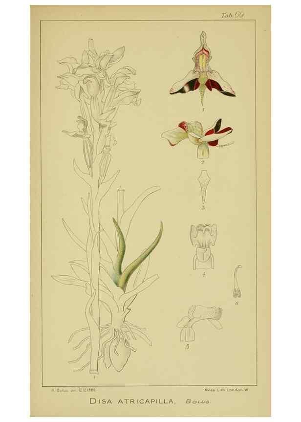 Reproducción/Reproduction 9731273581: Icones orchidearum austro-africanarum extra-tropicarum :. London :W. Wesley,1896-1913.