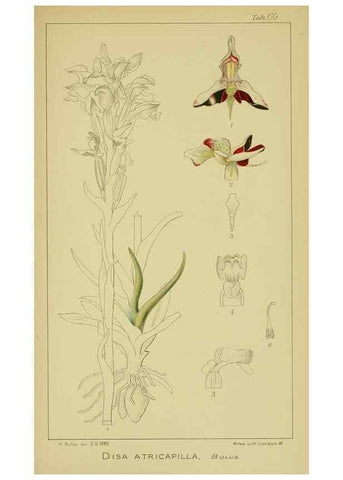 Reproducción/Reproduction 9731273581: Icones orchidearum austro-africanarum extra-tropicarum :. London :W. Wesley,1896-1913.