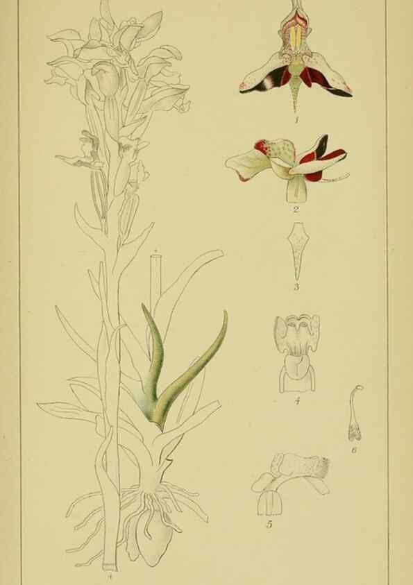Reproducción/Reproduction 9731273581: Icones orchidearum austro-africanarum extra-tropicarum :. London :W. Wesley,1896-1913.