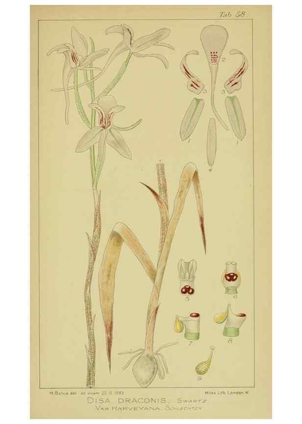 Reproducción/Reproduction 9734498438: Icones orchidearum austro-africanarum extra-tropicarum :. London :W. Wesley,1896-1913.