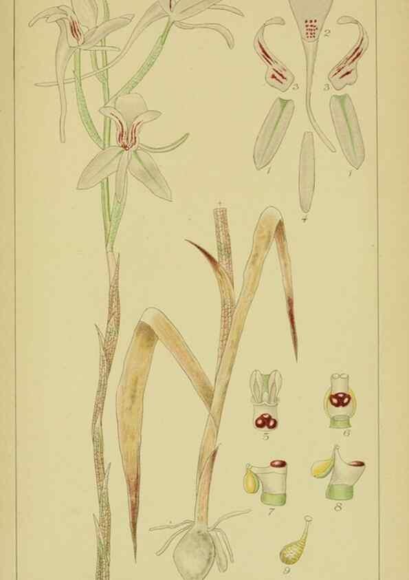 Reproducción/Reproduction 9734498438: Icones orchidearum austro-africanarum extra-tropicarum :. London :W. Wesley,1896-1913.