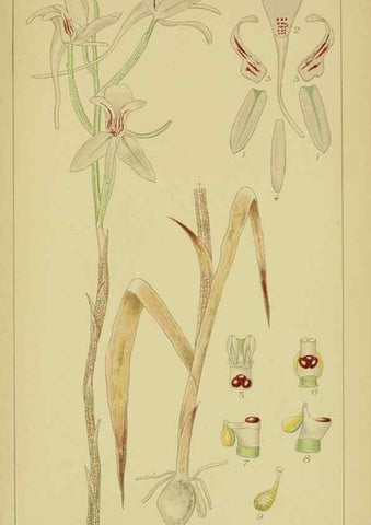 Reproducción/Reproduction 9734498438: Icones orchidearum austro-africanarum extra-tropicarum :. London :W. Wesley,1896-1913.