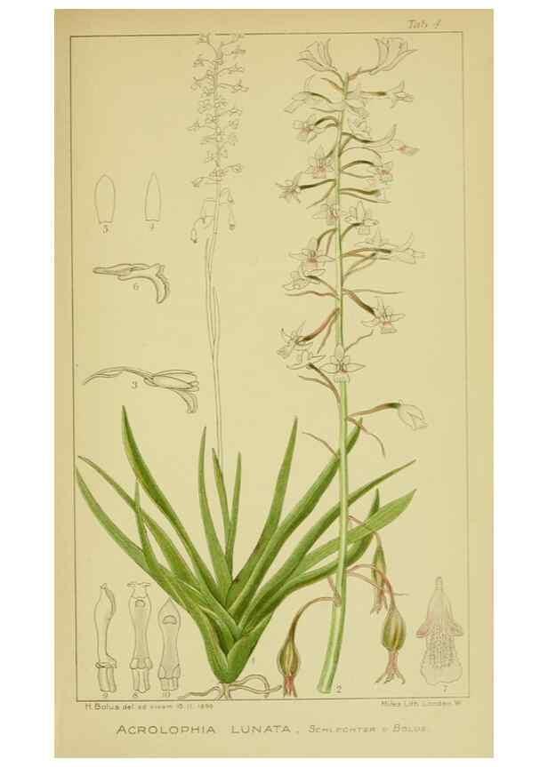 Reproducción/Reproduction 9730686943: Icones orchidearum austro-africanarum extra-tropicarum :. London :W. Wesley,1896-1913.