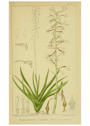 Reproducción/Reproduction 9730686943: Icones orchidearum austro-africanarum extra-tropicarum :. London :W. Wesley,1896-1913.
