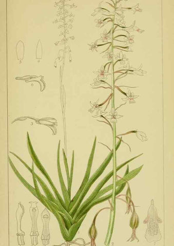 Reproducción/Reproduction 9730686943: Icones orchidearum austro-africanarum extra-tropicarum :. London :W. Wesley,1896-1913.