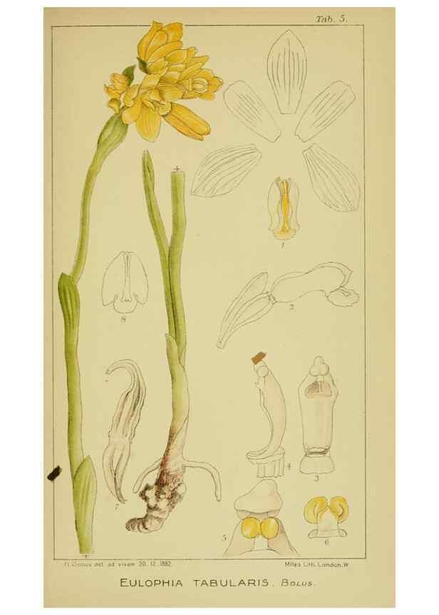 Reproducción/Reproduction 9730688423: Icones orchidearum austro-africanarum extra-tropicarum :. London :W. Wesley,1896-1913.