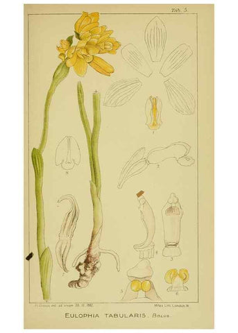 Reproducción/Reproduction 9730688423: Icones orchidearum austro-africanarum extra-tropicarum :. London :W. Wesley,1896-1913.