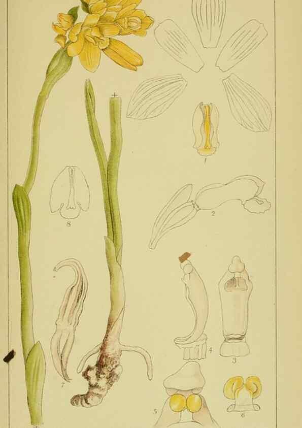 Reproducción/Reproduction 9730688423: Icones orchidearum austro-africanarum extra-tropicarum :. London :W. Wesley,1896-1913.