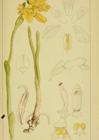 Reproducción/Reproduction 9730688423: Icones orchidearum austro-africanarum extra-tropicarum :. London :W. Wesley,1896-1913.