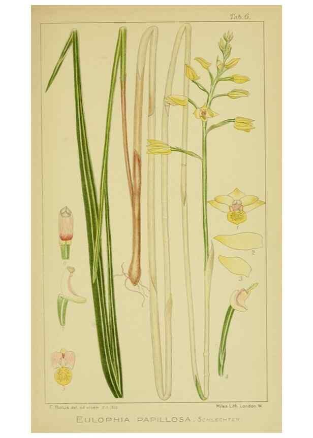 Reproducción/Reproduction 9730689995: Icones orchidearum austro-africanarum extra-tropicarum :. London :W. Wesley,1896-1913.