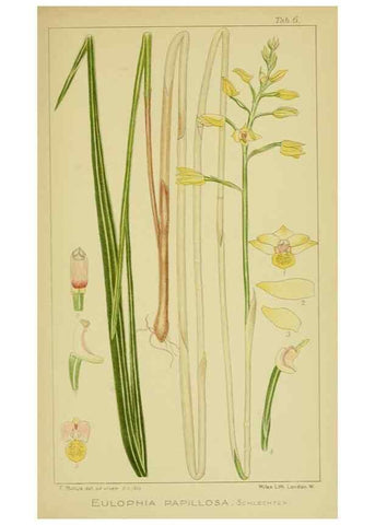 Reproducción/Reproduction 9730689995: Icones orchidearum austro-africanarum extra-tropicarum :. London :W. Wesley,1896-1913.