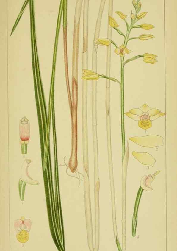 Reproducción/Reproduction 9730689995: Icones orchidearum austro-africanarum extra-tropicarum :. London :W. Wesley,1896-1913.