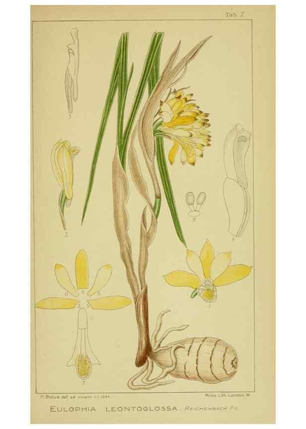 Reproducción/Reproduction 9730691645: Icones orchidearum austro-africanarum extra-tropicarum :. London :W. Wesley,1896-1913.