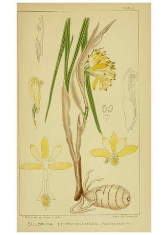 Reproducción/Reproduction 9730691645: Icones orchidearum austro-africanarum extra-tropicarum :. London :W. Wesley,1896-1913.