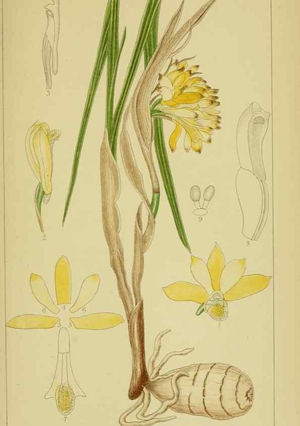 Reproducción/Reproduction 9730691645: Icones orchidearum austro-africanarum extra-tropicarum :. London :W. Wesley,1896-1913.