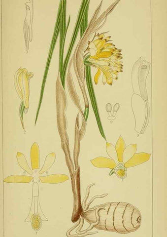 Reproducción/Reproduction 9730691645: Icones orchidearum austro-africanarum extra-tropicarum :. London :W. Wesley,1896-1913.