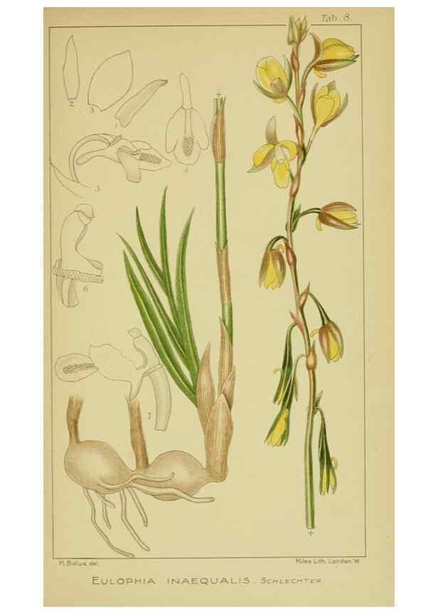 Reproducción/Reproduction 9730693235: Icones orchidearum austro-africanarum extra-tropicarum :. London :W. Wesley,1896-1913.