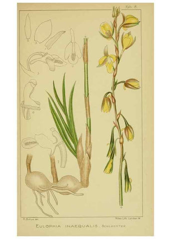 Reproducción/Reproduction 9730693235: Icones orchidearum austro-africanarum extra-tropicarum :. London :W. Wesley,1896-1913.